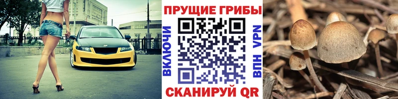 ОМГ ОМГ онион  Нижний Ломов  Псилоцибиновые грибы GOLDEN TEACHER 